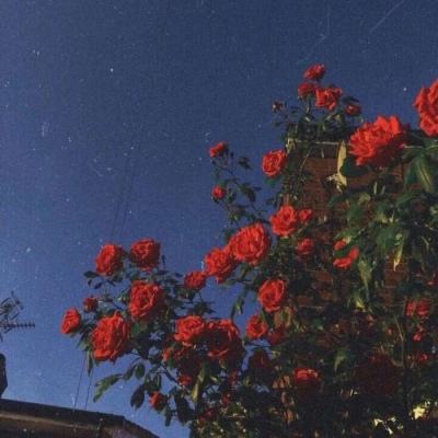 黑色花与红山羊游戏